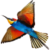 Bee-eater Bird