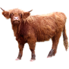 Scottish Highland cattle
