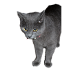 Cat black grey