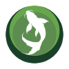 Koi Fish