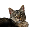 Cat Kitten