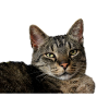 Cat Kitten