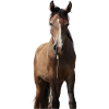 Pferd Mädchen Geschenk
