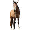 Chevaux T-shirt Cadeau Cavalier