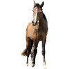 Chevaux T-shirt Cadeau Cavalier