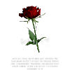 our salvation