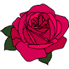 Pink Rose