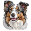 Australian Shepherd Head