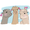 Illustrated design with alpacas