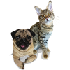 Pug and cat