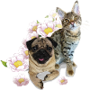 Pug and cat
