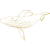 Illustrated designs with whale
