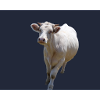 Dairy cow