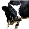 tête de vache drôle