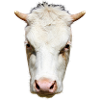 funny cow cow head gift farmer
