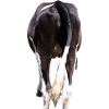 Vache