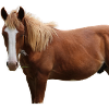Chevaux T-shirt Cadeau Cavalier