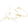 Illustrated designs with hammerhead shark