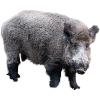 Wild boar