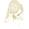 Illustrated designs with armadillo