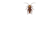 Cockroach cockroaches cockroach