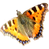 Little Fox Butterflies