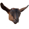 funny goat head billy goat