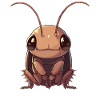 Cockroach cockroaches cockroach