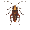 Cockroach cockroaches cockroach
