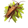 Cockroach cockroaches cockroach