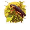 Cockroach cockroaches cockroach