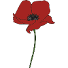 corn poppy