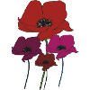 Poppy bouquet