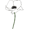 mohnblume weiss