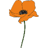 mohnblume orange