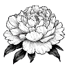 peony flower