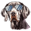 Weimaraner, dog, sunglasses, summer