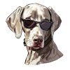 Weimaraner, Dog, Sunglasses, Summer