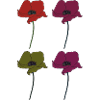 Poppy 4x