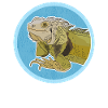 Iguana Reptile Lizard Iguanas Gift