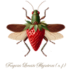 Fragaria Locusta