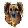 Foxy 2