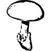 Champignon noir, cueillette de champignons
