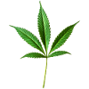 Marijuana Hemp (Cannabis)