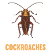 Cockroach Kakerlaken Kakerlake