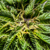 Cannabis flowers, marijuana, it's so green