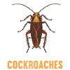 Cockroach cockroaches cockroach