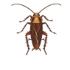 Cockroach cockroaches cockroach