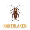 Cockroach Kakerlaken Kakerlake