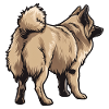 Eurasier Dog